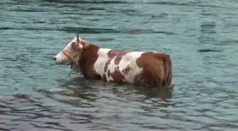 Kurbanlık Dana Dereye Düştü