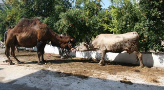 Ortaca'dan Kurban Manzaraları