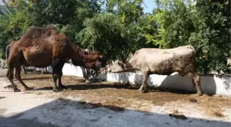 Ortaca'dan Kurban Manzaraları