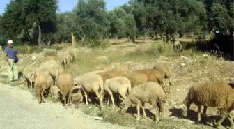 Küçükbaş Kurbanlıklar Elde Kaldı