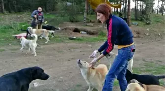 Hayvansever Kadın 200 Köpeğe Bakıyor