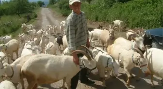 Burhaniye'de 'Mavi Dil' Karantinası