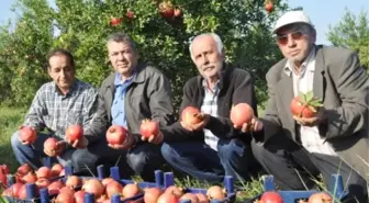 Nar Üreticisi Devlet Desteği İstiyor