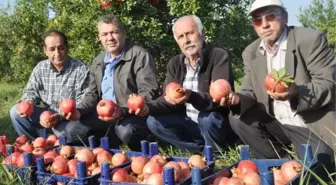 Nar Üreticisi Devletten Destek Bekliyor