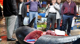 Sivas'ta 225 Kiloluk Orkinos Balığı Görenleri Şaşırtıyor