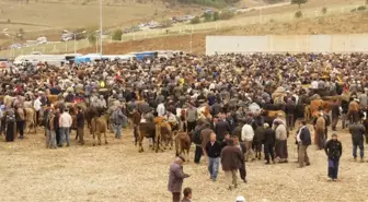 Kastamonu'da Kurban Bayramı, Bereketli Geçti