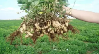 Meriç'te Yer Fıstığı Vatandaşların Geçim Kaynağı Oldu