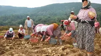 Bozdağ'da 'Yayla Patatesi' Sezonu Açıldı