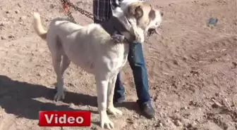 Hırsızların Yeni Hedefi Malaklı Köpekleri