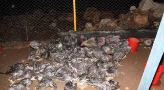Mersin'de Dolu 2 Bin Tavuk ve 35 Keçiyi Telef Etti