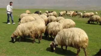 Birlikler, 'Sürü Yöneticisi' Desteğinin Yaygınlaşmasını İstiyor