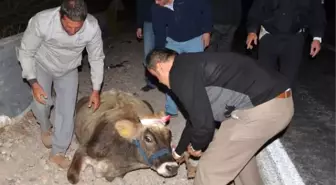 Çarptığı İneğin Başında İki Saat Bekledi
