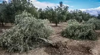 Soma'da Kurulması Planlanan Termik Santral
