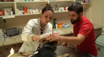 Çanakkale'de Yaralı Köpeğe Rekortmen Sporcu Sahip Çıktı