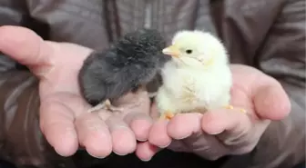 Ecza Kutusunda 300 Civciv Üretti