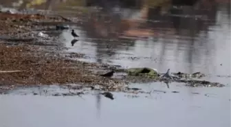 Güneydoğu'nun Sazanı Kuşcenneti'nden