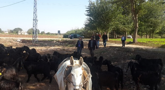 Kilis Keçisi Yetiştiriciliği Her Geçen Gün Artıyor