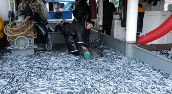 Karadeniz'deki Bereket, Balıkçıların Yüzünü Güldürdü