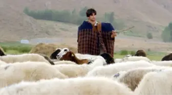 Çobanların Çalışma Sezonu Sona Eriyor