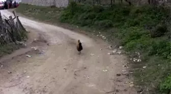 Makedonya'da Yörük Türkleri Su Sıkıntısına İsyan Ediyor