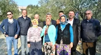 Ayvalık'ta İlk Zeytin Hasadı Coşkusu