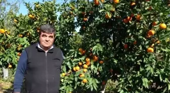 Ayvalık'ta Zeytinden Sonra Mandalina Hasadı Başladı