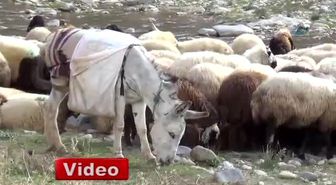 Bitlis'te Kavalsız Çoban 5 Yıldır Boru Üflüyor
