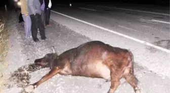 İneğe Çarpan Otomobilin Sürücüsü Yaralandı,İnek Telef Oldu