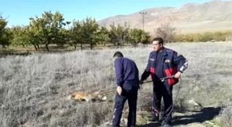 Kuyuya Bu Kez Tilki Düştü