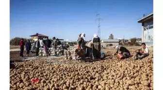 Ahlat Patatesini Don Vurdu