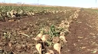 Ahlat Patatesini Don Vurdu