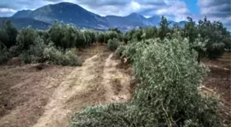 Soma'da Kurulması Planlanan Termik Santral