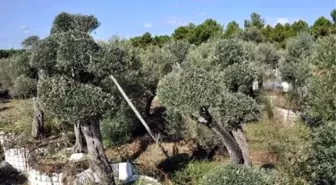 Yatağan'da Kurtarılan Zeytin Ağaçları Datça'da