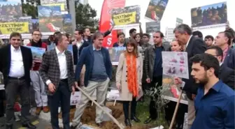 CHP Kolin Şirketler Grubu Önüne Zeytin Fidanı Dikti