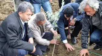 Kesilen Zeytinlerin Yerine Yenilerini Diktiler