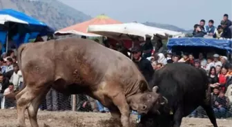 Ege'nin Boğaları Atçalı Gençler İçin Güreşti