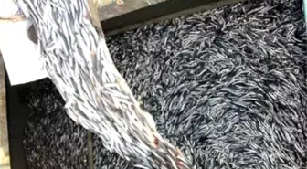 Karadeniz'de Palamuttan Sonra Hamsi Bereketi