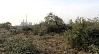 Kesilen Zeytin Ağaçlarına Bakamıyor