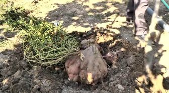 Hataylı Çiftçi, 22 Kilogramlık Patatesiyle, Guinness'e Aday!