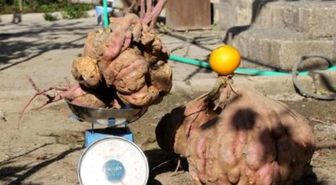 22 Kilogramlık Patatesiyle Guinness'e Aday Olacak