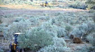 Kesilen Zeytin Ağaçları İçin Şarkı Besteledi