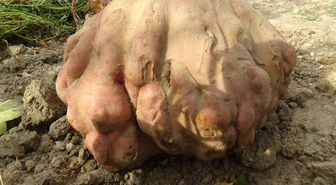 22 Kilogramlık Patates Guinness'e Aday