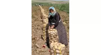 Nevşehir'de Kışlık Patates Hasadı Tamamlandı