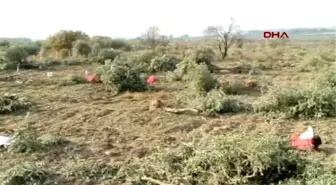 Soma Kesilen Ağaçların Zeytinlerine Hüzünlü Hasat