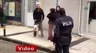 Çanakkale'de Pitbull Dehşeti