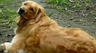 Çift Cinsiyetli Köpek Herkesi Şaşırtıyor