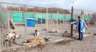 Pülümür'de Toplanan Sokak Köpekleri Erzincan'da Kısırlaştırılıyor