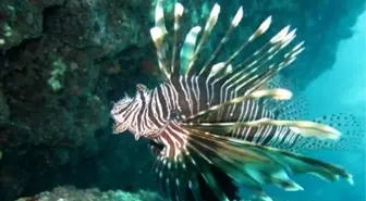 Akdeniz'deki Zehirli Balık Türleri Artıyor