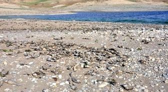 Kahta'da Ölen Binlerce Balık Kıyıya Vurdu
