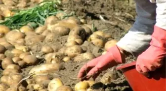 Bolu'da Patates Üretimi Arttı